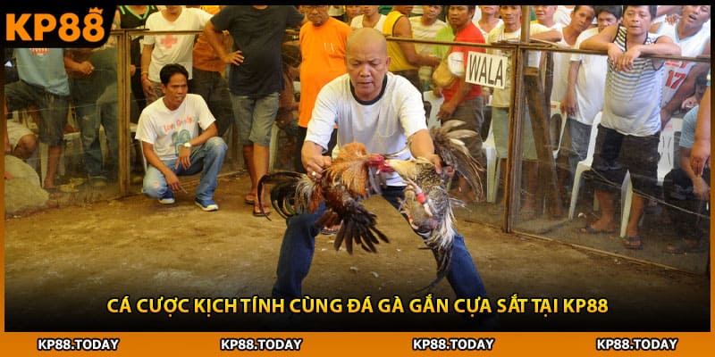 Cá cược kịch tính cùng đá gà gắn cựa sắt tại KP88