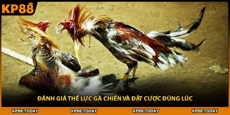 Đánh giá thể lực gà chiến và đặt cược đúng lúc
