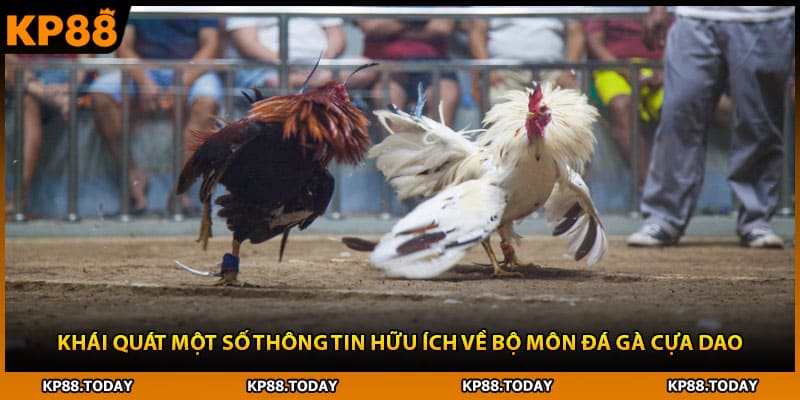 Khái quát một số thông tin hữu ích về bộ môn đá gà cựa dao