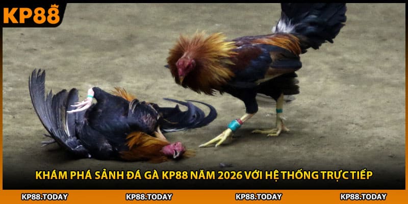 Khám phá sảnh đá gà KP88 năm 2026 với hệ thống trực tiếp Khám phá sảnh đá gà KP88 năm 2026 với hệ thống trực tiếp