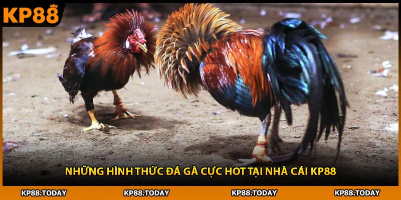 Những hình thức đá gà cực HOT tại nhà cái KP88