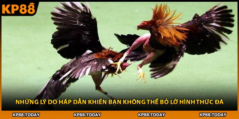 Những lý do hấp dẫn khiến bạn không thể bỏ lỡ hình thức đá 