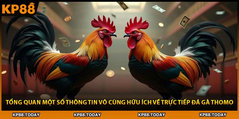 Tổng quan một số thông tin vô cùng hữu ích về trực tiếp đá gà thomo