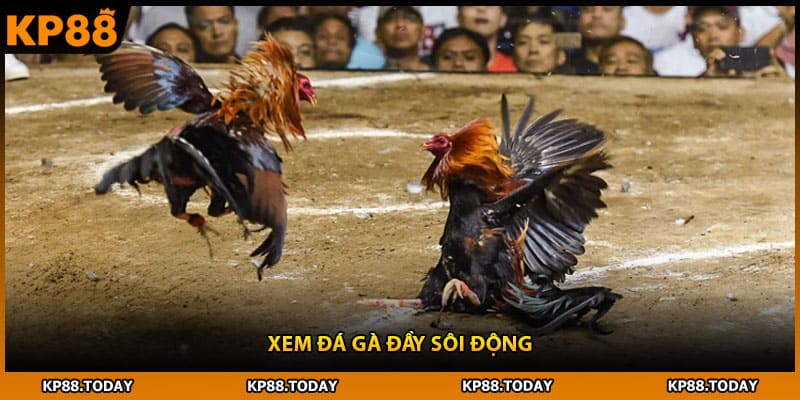 Xem đá gà đầy sôi động
